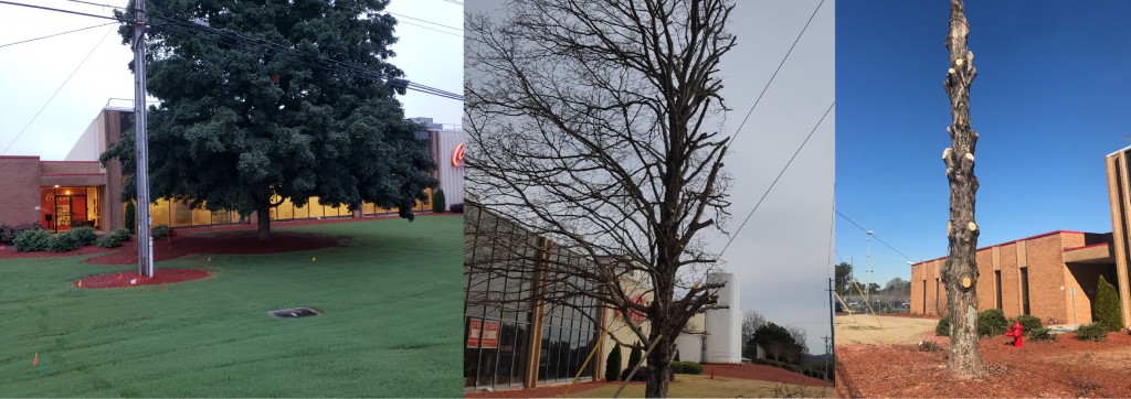 Marietta Coca-Cola, Wood iconic Coke Bottle, Ruth, rose maple tree before